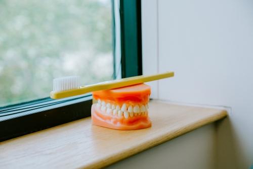 Dental model display in Columbia, MD