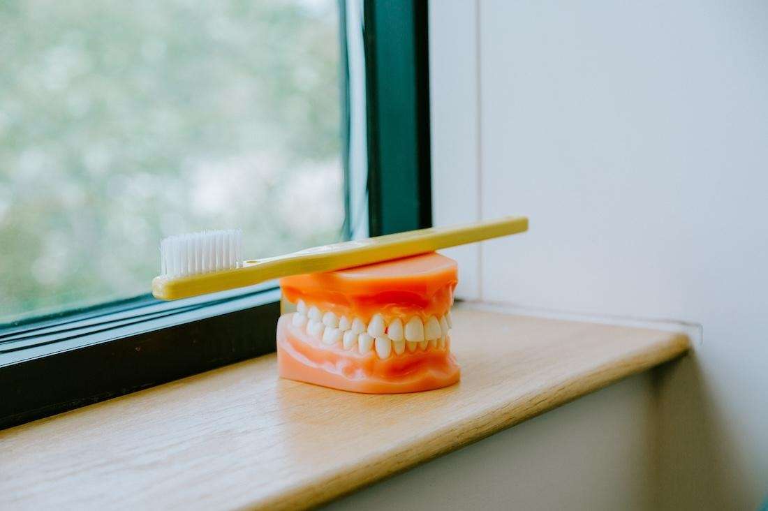 Dental Model of Pineview Dental in Columbia, MD
