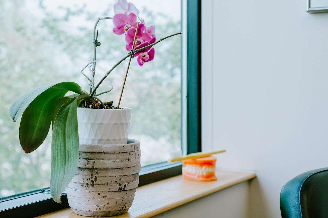 Orchid & Tooth Model of Pineview Dental in Columbia, MD